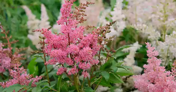 Astilbe Flower