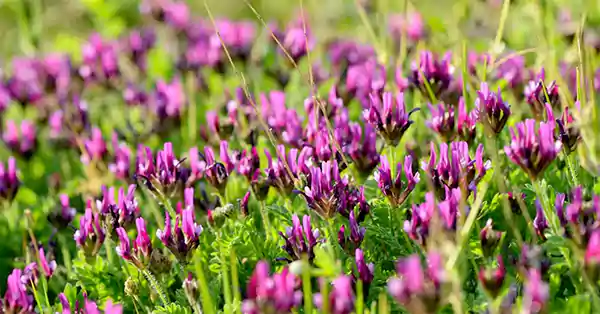 Astragalus