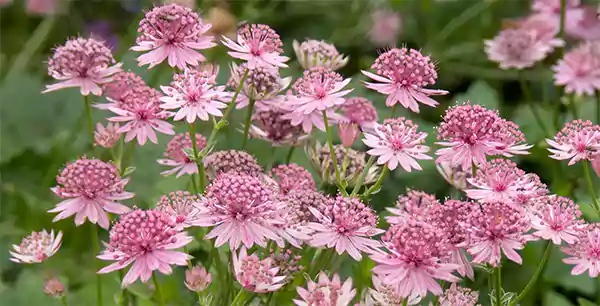 Astrantia