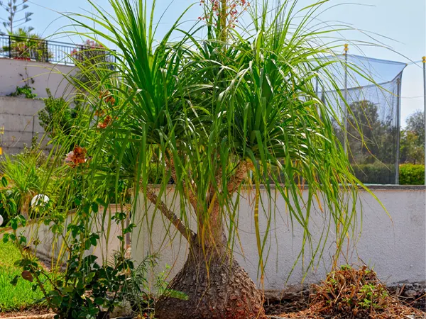 B. recurvata outdoors