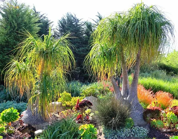 B. recurvata ‘Gracilis’