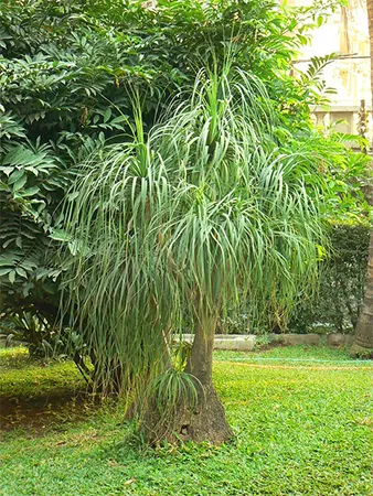 B. recurvata ‘Guatemalensis’