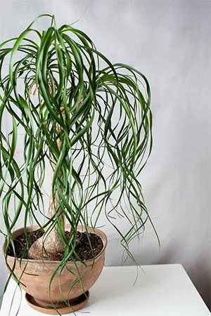 B. recurvata ‘Medusa’