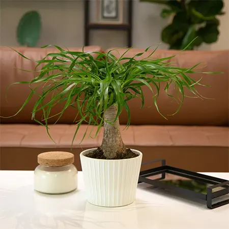 B. recurvata ‘Mini’