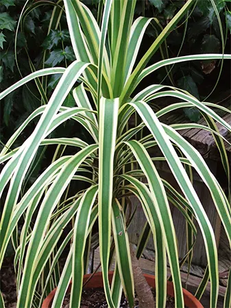 B. recurvata ‘Variegata’