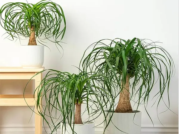 B. recurvata