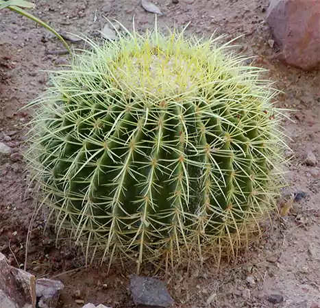 Barrel Cactus