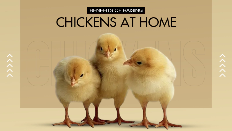 Benefits of Raising Chickens at Home