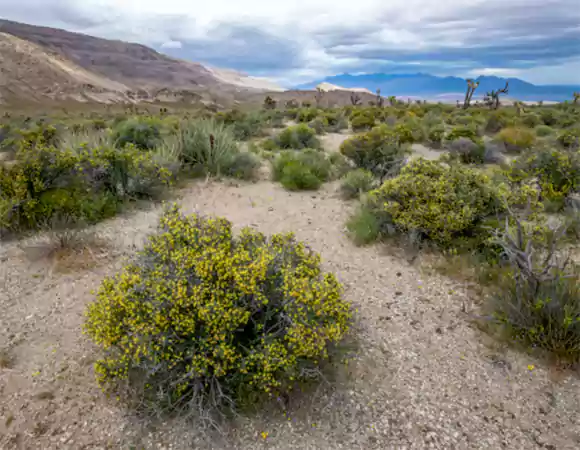 Blackbrush
