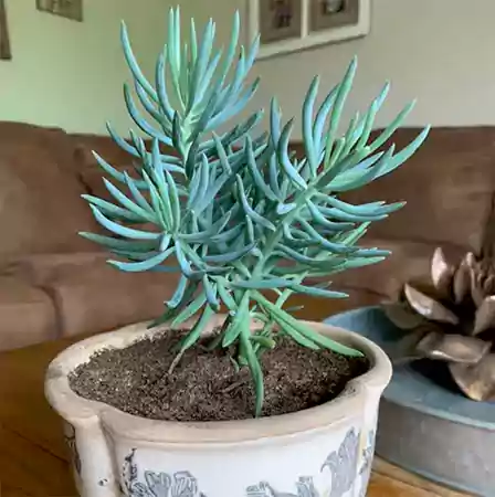 Blue Chalkstick