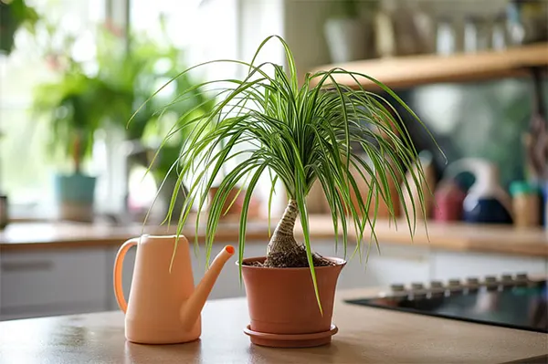 Bottle Palm care