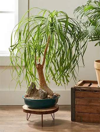 Bottle Palm