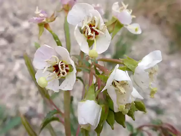 Brown eyed Evening Primrose