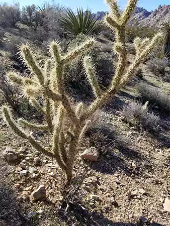 Buckhorn Cholla
