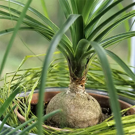 Bulbous trunk of B. recurvata