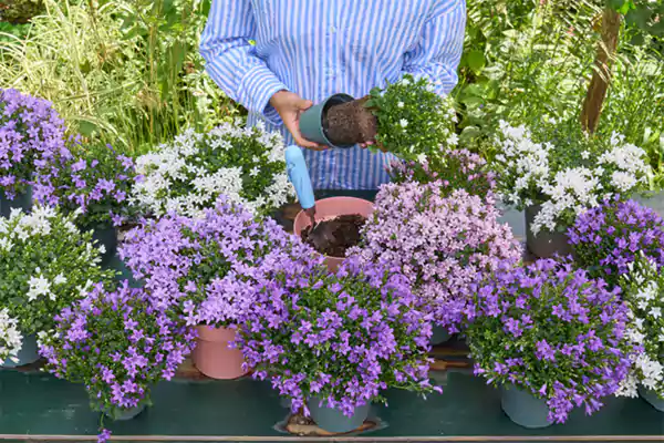 Campanula Pruning