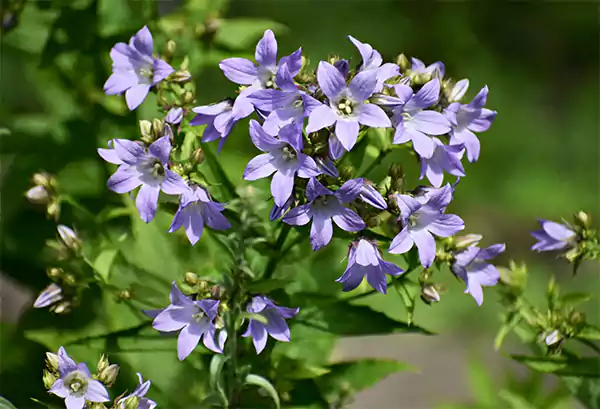 Campanula