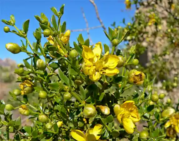 Creosote Bush