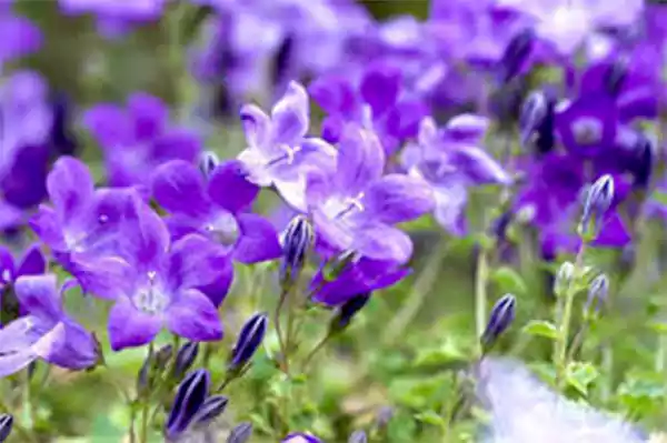 Dalmatian Bellflower