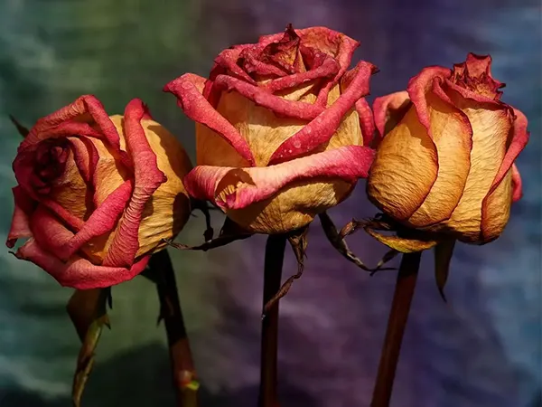 Dehydrated Rosa petals