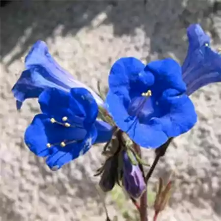 Desert Bluebells