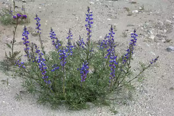 Desert Lupine