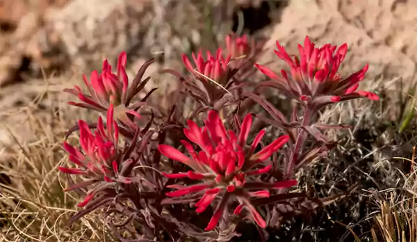Desert Paintbrush
