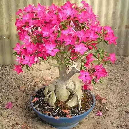 Desert Rose