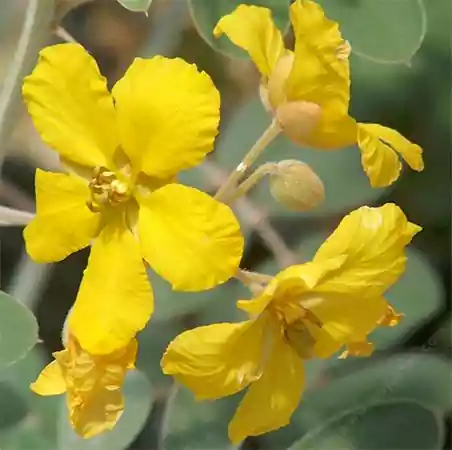 Desert Senna