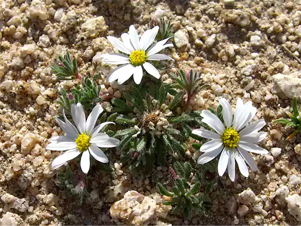 Desert Star