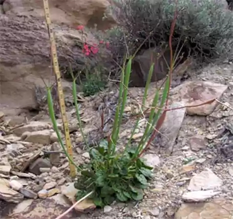 Desert Trumpet