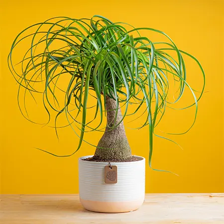 Elephant’s Foot Palm
