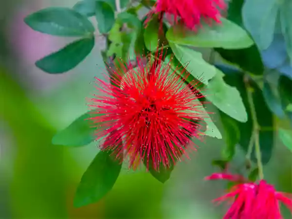 Fairy Duster