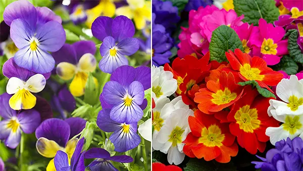 February Birth Flowers