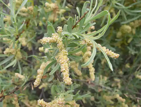 Four wing Saltbush