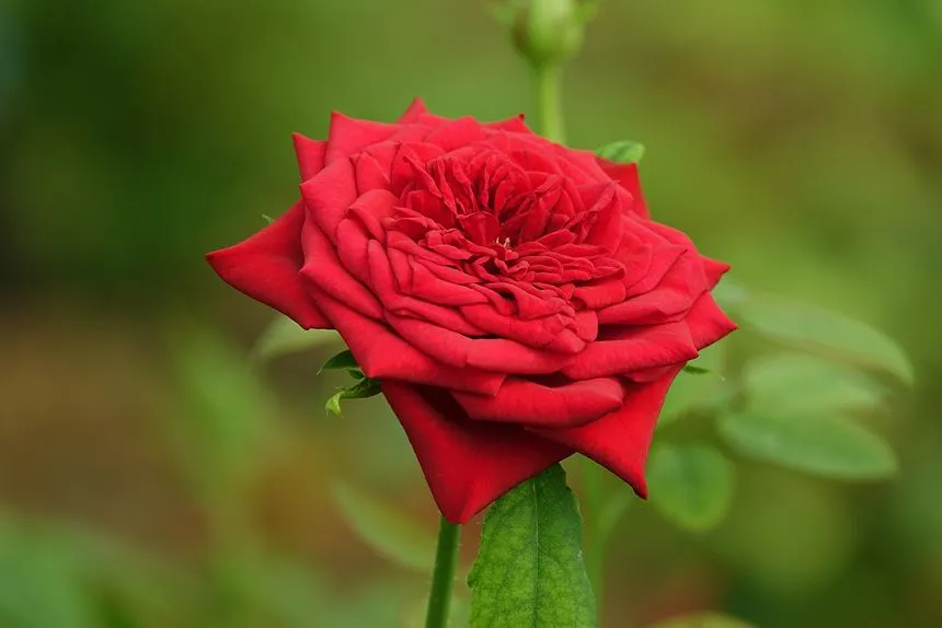 Fresh Rose Flower