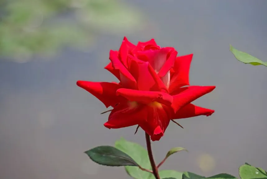 Fresh half-open roses