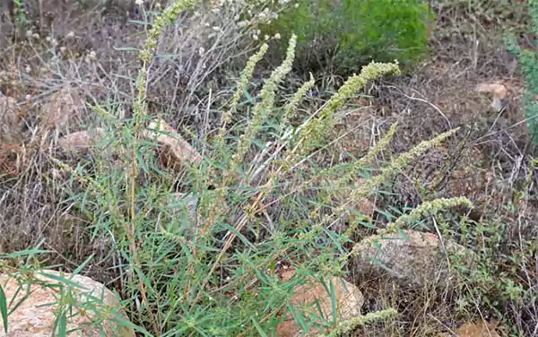 Fringed Amaranth