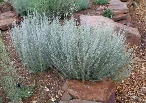 Fringed Sage