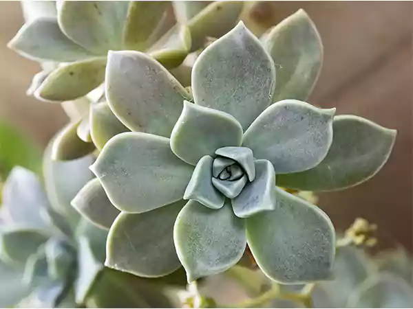 Ghost Plant