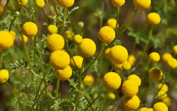 Globe Chamomile