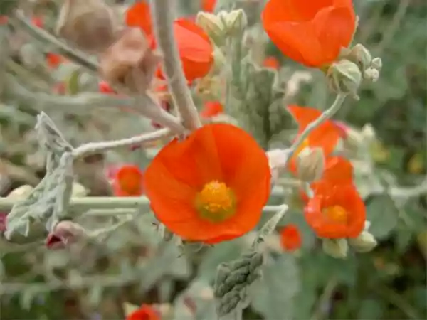 Globemallow