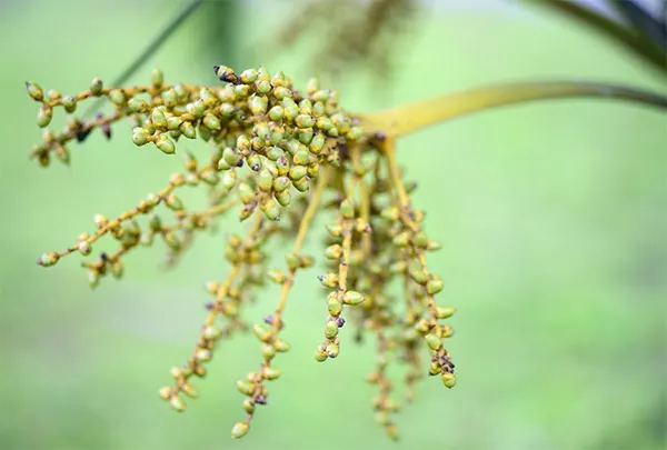 Harvesting B. recurvata seeds