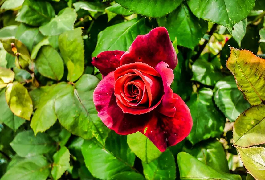 Healthy Rose Flower
