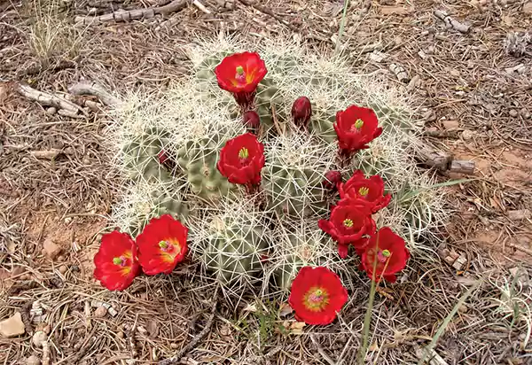 Hedgehog cactus