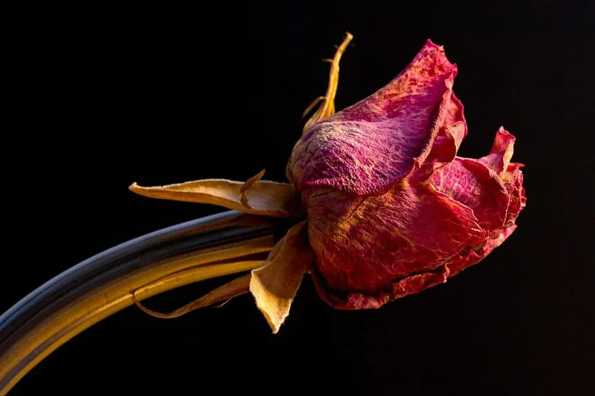 How to dry roses