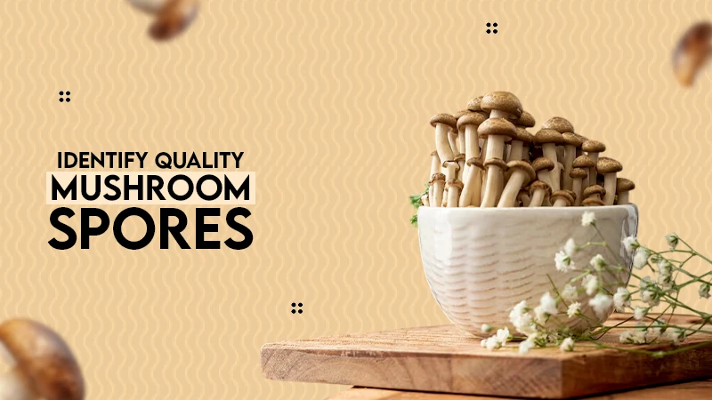 IDENTIFY QUALITY MUSHROOM SPORES