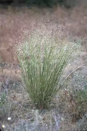 Indian Ricegrass