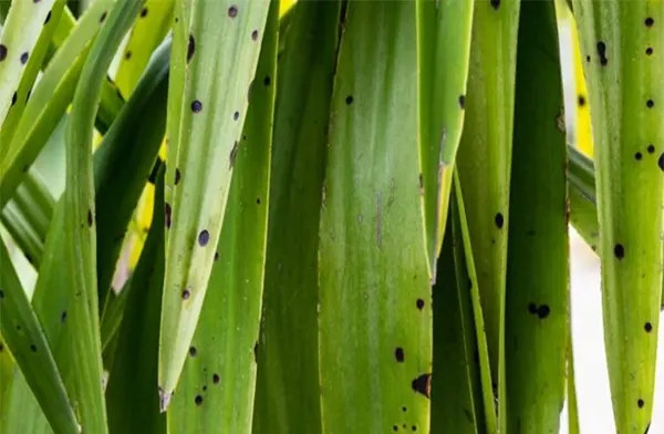 Leaf spots
