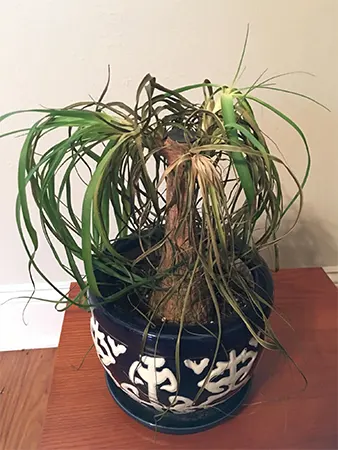Leggy growth